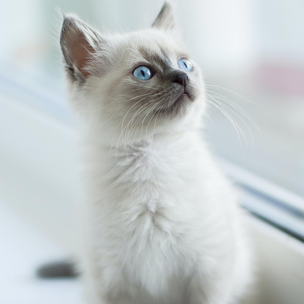 Vegan Pet Care Items